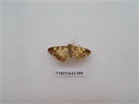 藏品(尺蛾170)的圖片